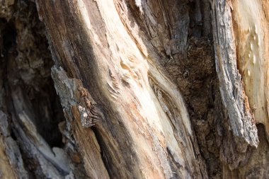 Ahşap yüzey dokusu, arkaplan