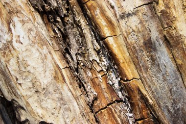 Ahşap yüzey dokusu, arkaplan