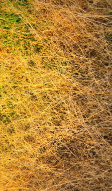 arkaplan olarak uzun kuru ot 