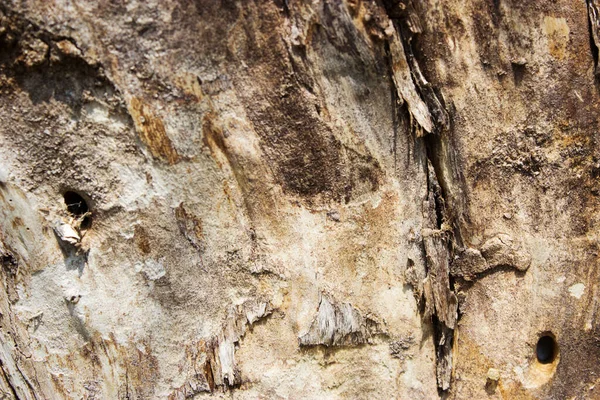 Textura Uma Superfície Madeira Fundo — Fotografia de Stock