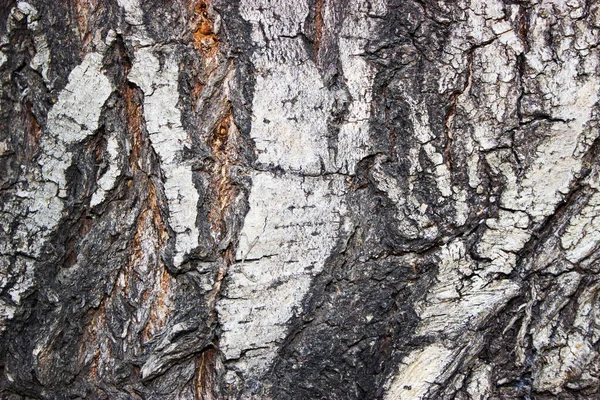 Zbliżenie Starego Tła Kory Drzewa — Zdjęcie stockowe