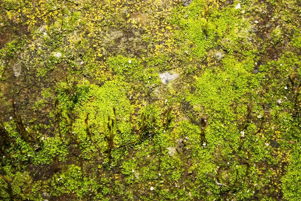 Moss Mold Affect Plaster Exterior Wall — Stock Photo, Image