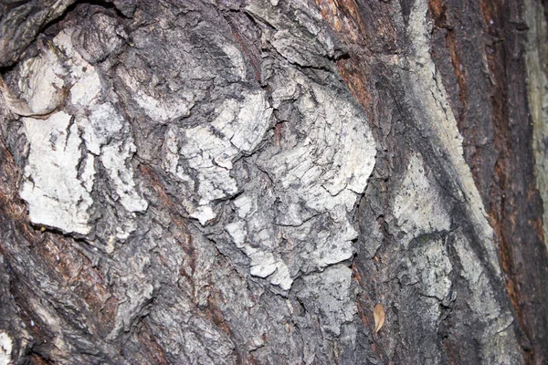 Närbild Gamla Träd Bark Bakgrund — Stockfoto