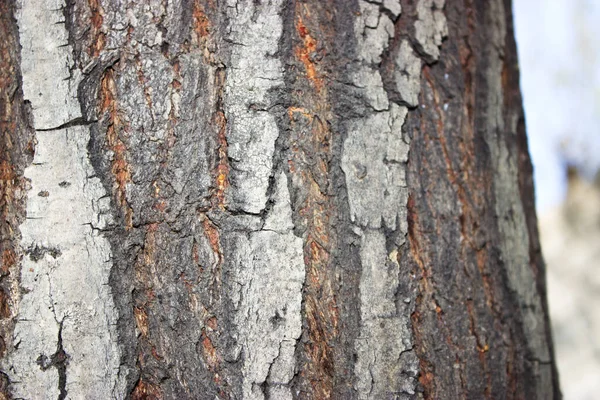Κοντινό Πλάνο Της Παλιάς Δέντρο Φλοιό Φόντο — Φωτογραφία Αρχείου