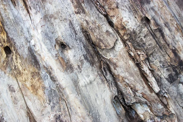 Textura Uma Superfície Madeira Fundo — Fotografia de Stock