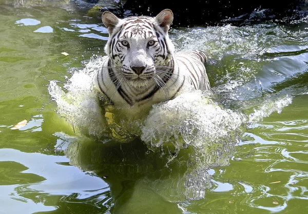 Tigre branco — Fotografia de Stock