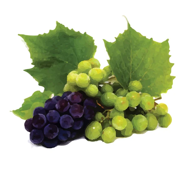 Виноград (виноград, виноград) ) — стоковый вектор
