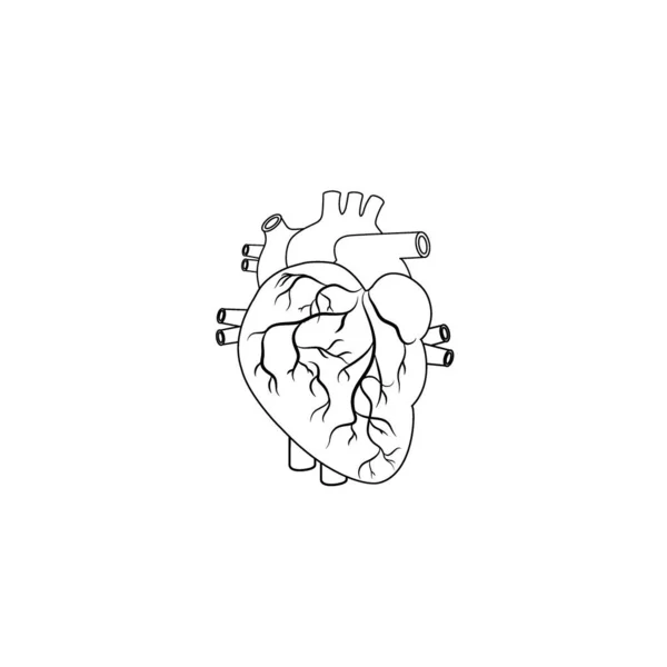 Modern Minimalist Human Heart Line Icon Vector Signe Contour Cardiaque — Image vectorielle