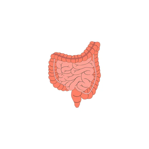 Modern Minimalist İnsan Bağırsak Simgesi Vektörü. İnsan anatomisi, tıbbi ya da sağlık hizmetleri konsepti için basit bağırsak işaretleri. Beyaz arka planda izole edilmiş bağırsak organı sembolü.
