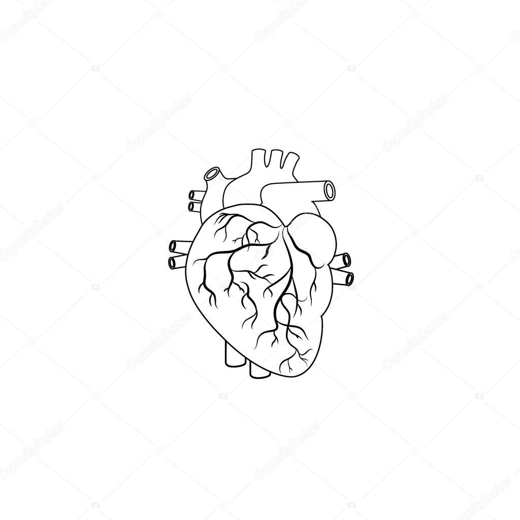 Modern Minimalistic Human Heart Line Icon Vector. Simple Heart Outline sign for human anatomy, medical or healthcare concept. Heart Anatomy symbol isolated on white background.