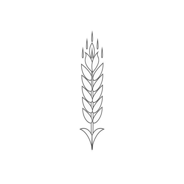 Minimalist buğday çizgisi simgesi. Basit arpa, pilav, logo vektör çizimi. Beyaz arka planda izole edilmiş doğrusal buğday. Çiftlik ve Fırın sembolü