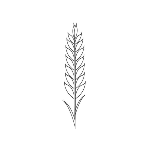 简约的麦线图标 简单的大麦 米的轮廓标识矢量图解 在白色背景上分离的线型小麦 农场和面包店标志 — 图库矢量图片