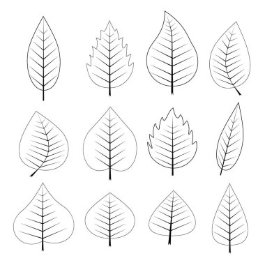 Yaprak simgesi seti. Farklı Yapraklar koleksiyonu ana hatlı vektör çizimi. Çizgi el çizim biçimi ile gider