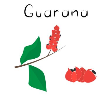 Guarana meyvesi. Sağlıklı detoks doğal ürün. Organik beslenme takviyesi. Süper yiyecek, homeopati için böğürtlen. Çizgi film vektörü izole edildi