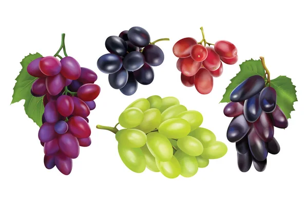 Colección de uvas Realisitc — Vector de stock