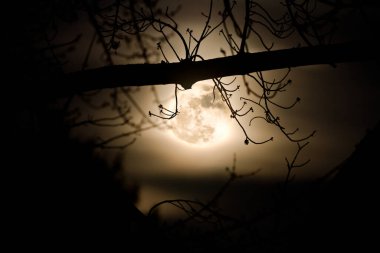 Gecenin Yükselen Ayı