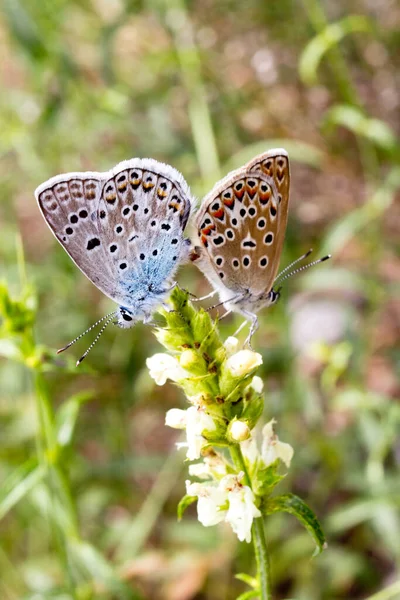 Mariposas apareándose en una flor — Foto de Stock