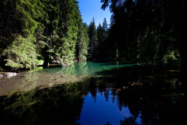 Een rivier stroomt door een bos planten bomen — Stockfoto