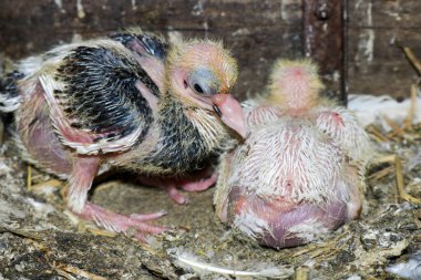 İki güvercin yavrusu