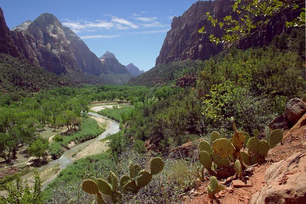 Caminho de rio bonito através do parque com deserto como folhagem — Fotografia de Stock