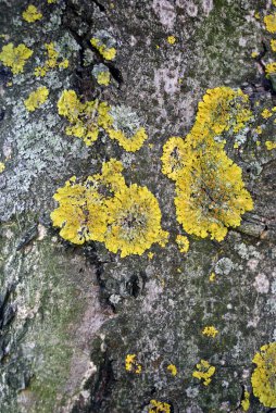 Ağaç arka plan üzerinde yosun