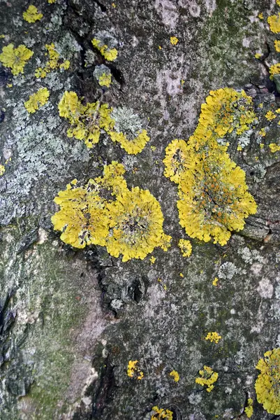 Muschio sullo sfondo dell'albero — Foto Stock