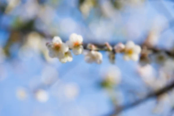 Çiçek ve gökyüzü arka plan unfocus