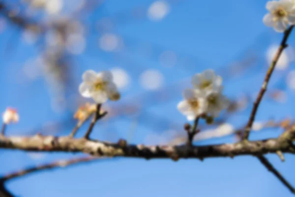 Çiçek ve gökyüzü arka plan unfocus
