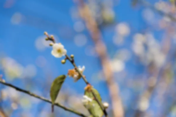 Çiçek ve gökyüzü arka plan unfocus