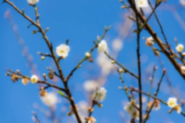 Çiçek ve gökyüzü arka plan unfocus