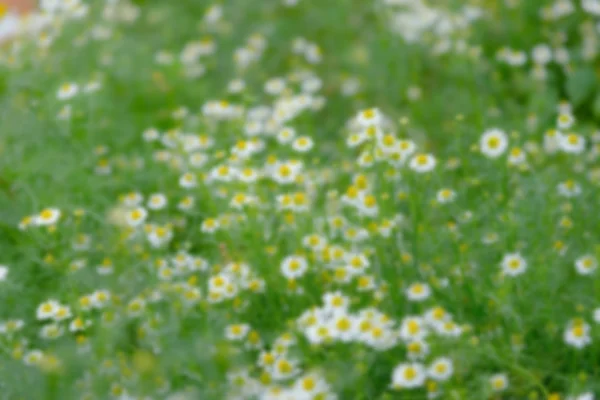 Soyut unfocus çiçek arka plan