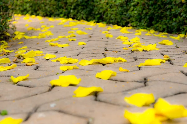 Yolda Sarı çiçeğim