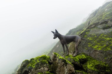 Peruvian hairless dog from Peru in park. Andes mountain. clipart