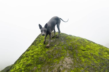 Peruvian hairless dog from Peru in park. Andes mountain. clipart