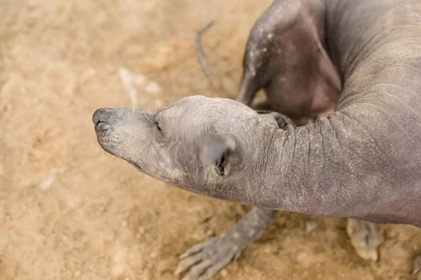 Parktaki Perulu tüysüz köpek. And Dağları.
