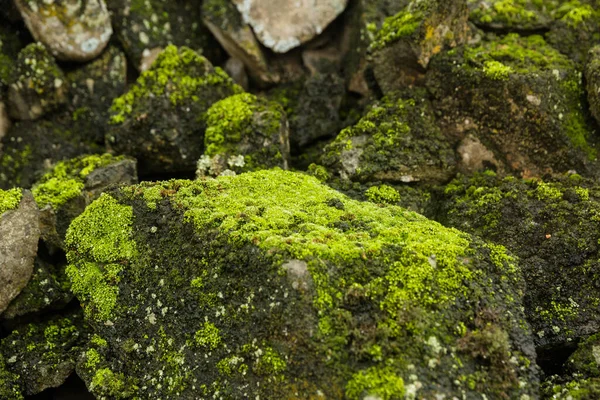 Imagem Uma Montanha Nebulosa Colina Verde Cheia Musgo — Fotografia de Stock