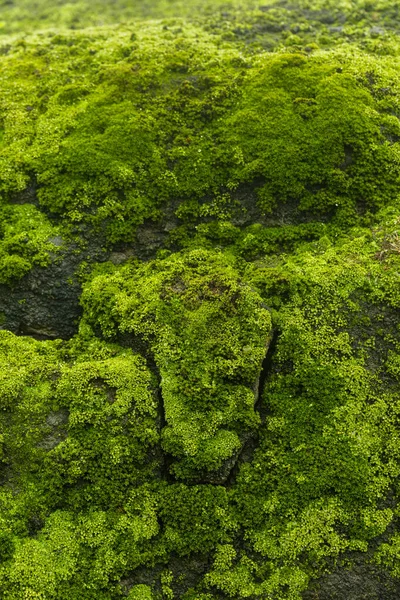 Obrázek Mlhavé Hory Zelený Kopec Plný Mechu — Stock fotografie