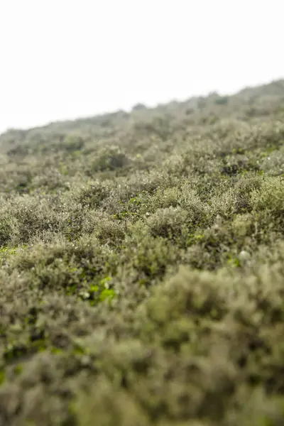 Imagem Uma Montanha Nebulosa Colina Verde Cheia Musgo — Fotografia de Stock