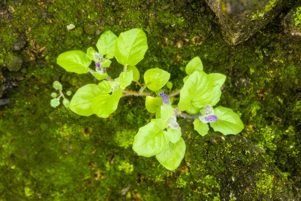 苔を持つ小さな植物のイメージ — ストック写真