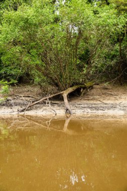 Amazon nehrinin yakınındaki Peru ormanında. Sakin su, ağaçlar, odun.