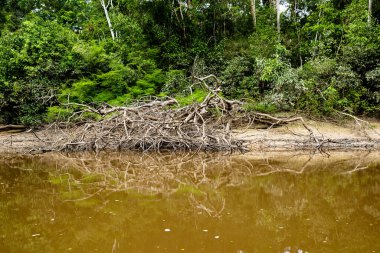 Amazon nehrinin yakınındaki Peru ormanında. Sakin su, ağaçlar, odun.