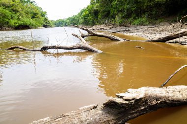 Amazon nehrinin yakınındaki Peru ormanında. Sakin su, ağaçlar, odun.