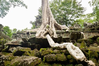 Siyam Reap, Siyam Reap / Kamboçya - 24 Ekim 2016: Görüntü Angkor Wat kompleks tapınağında. Yıkım taşları arasında büyüyen ağaç.