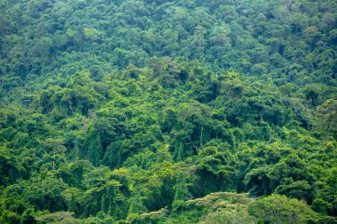 Tepedeki orman görüntüsü. Tam yeşil dağ.