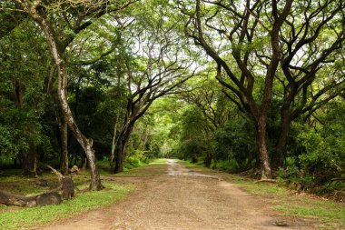Açık doğadaki kırsal bir yolun görüntüleri.