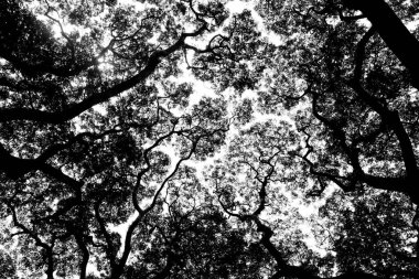 Yaylı ağaç görüntüsü. Kamboçya 'daki yerel tropik ağaç.