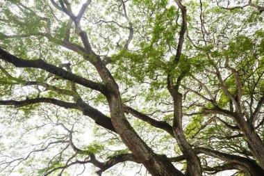Yaylı ağaç görüntüsü. Kamboçya 'daki yerel tropik ağaç.