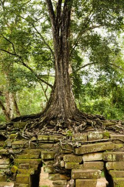 Ta Prohm Harabeleri 'ndeki Khmer Tapınağı' ndaki yıkıntıların üzerinde yaylı ağaç resmi.