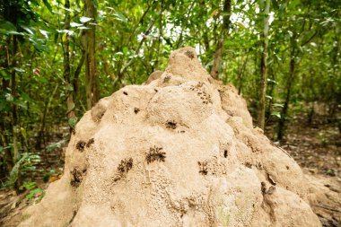 Bir böcek kolonisinin resmi.