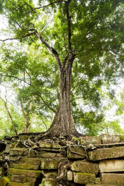 Ta Prohm Harabeleri 'ndeki Khmer Tapınağı' ndaki yıkıntıların üzerinde yaylı ağaç resmi.